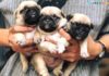 Mua chó Pug giá bao nhiêu? Địa chỉ bán chó Pug uy tín nhất hiện nay Giá chó Pug mặt xệ. Mua chó Pug ở đâu? Bán chó Pug ở Hà Nội, TPHCM