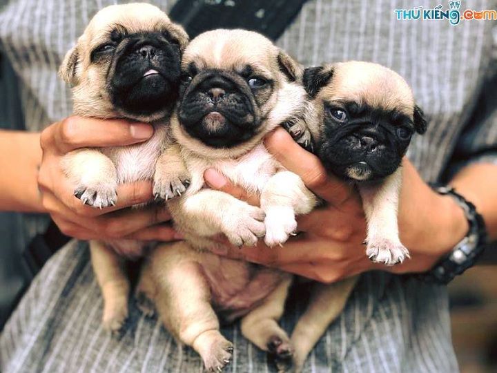 Giá chó Pug mặt xệ. Mua chó Pug ở đâu? Bán chó Pug ở Hà Nội, TPHCM