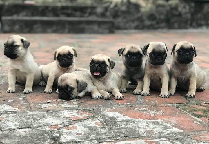 Giá chó Pug mặt xệ. Mua chó Pug ở đâu? Bán chó Pug ở Hà Nội, TPHCM