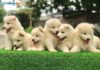 Mua chó Samoyed giá bao nhiêu? Địa chỉ bán chó Samoyed uy tín nhất Giá chó Samoyed. Mua chó Samoyed ở đâu? Bán chó Samoyed giá rẻ