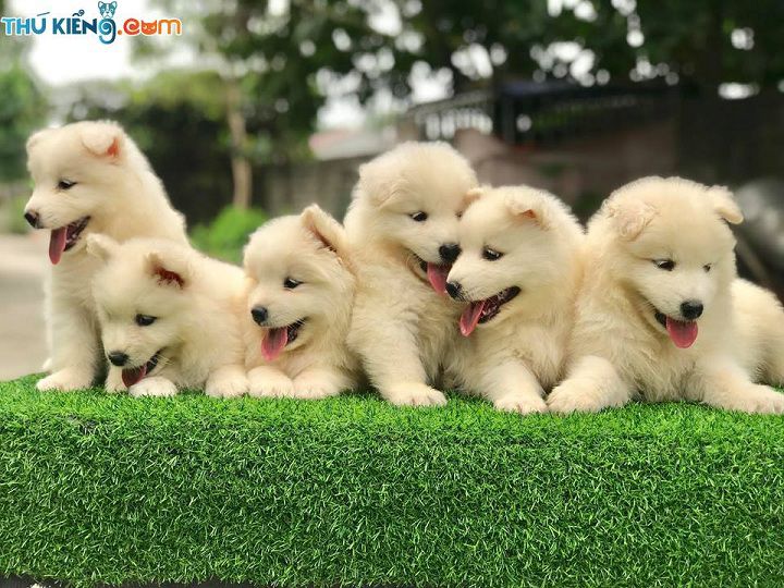 Giá chó Samoyed. Mua chó Samoyed ở đâu? Bán chó Samoyed giá rẻ