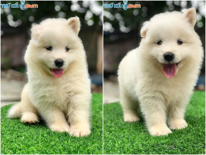 Giá chó Samoyed. Mua chó Samoyed ở đâu? Bán chó Samoyed giá rẻ