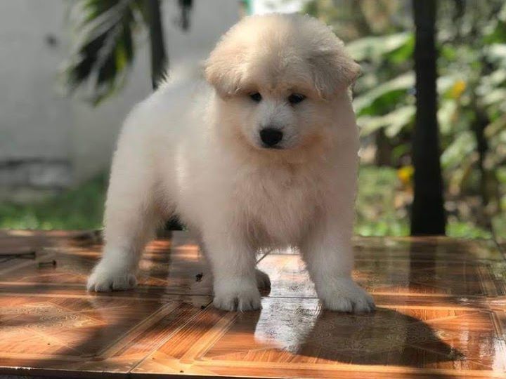 Giá chó Samoyed. Mua chó Samoyed ở đâu? Bán chó Samoyed giá rẻ