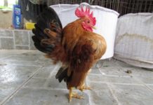 Gà tre thái giá bao nhiêu? Trang trại bán gà tre thái trên cả nước Giá gà tre Thái. Mua gà tre Thái ở đâu? Trang trại bán gà tre thái giá rẻ