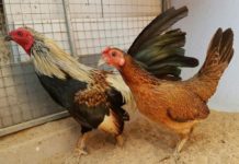 Giá gà vảy rồng. Mua gà vảy rồng ở đâu? Nơi bán gà vảy rồng chất lượng Giá gà vảy rồng. Mua gà vảy rồng ở đâu? Bán gà tre vảy rồng giá rẻ