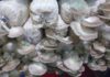 Giá phôi nấm bào ngư. Trang trại bán giống nấm bào ngư uy tín Giá phôi nấm bào ngư (nấm sò). Trang trại bán phôi nấm bào ngư giống