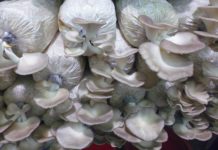 Giá phôi nấm bào ngư. Trang trại bán giống nấm bào ngư uy tín Giá phôi nấm bào ngư (nấm sò). Trang trại bán phôi nấm bào ngư giống