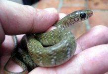 Giá rắn ráo trâu giống và thịt. Địa chỉ bán rắn ráo trâu giống uy tín Giá rắn ráo trâu giống và thịt. Trang trại bán rắn ráo trâu giống uy tín