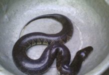 Giá rắn ri voi giống và thịt. Địa chỉ bán rắn ri voi giống uy tín Giá rắn ri voi giống. Giá rắn ri voi thịt. Trang trại bán rắn ri voi giống uy tín