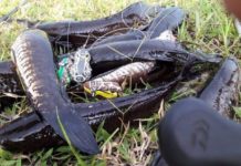 Hướng dẫn kỹ thuật câu cá lóc bằng mồi giả Kỹ thuật câu cá lóc bằng mồi giả. Cách câu rê cá lóc bằng mồi giả