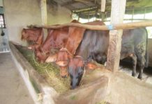 Kỹ thuật nuôi bò thịt nhốt chuồng. Cách làm chuồng nuôi bò thịt Kỹ thuật nuôi bò thịt nhốt chuồng. Cách làm chuồng nuôi bò thịt