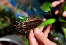 Kỹ thuật nuôi cà cuống sinh sản trong bể xi măng Kỹ thuật nuôi cà cuống sinh sản. Thức ăn cho cà cuống. Bể nuôi cà cuống