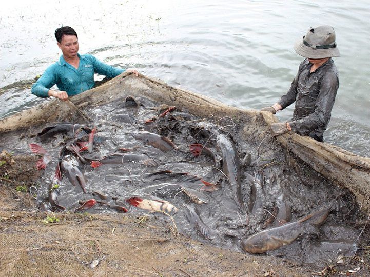 Kỹ thuật nuôi cá lăng. Thức ăn cho cá lăng. Cách làm ao nuôi cá lăng