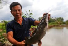 Hướng dẫn kỹ thuật nuôi cá lăng chi tiết, năng suất cao Kỹ thuật nuôi cá lăng. Thức ăn cho cá lăng. Cách làm ao nuôi cá lăng