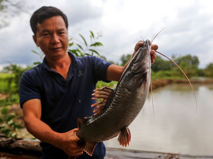 Kỹ thuật nuôi cá lăng. Thức ăn cho cá lăng. Cách làm ao nuôi cá lăng