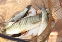 Kỹ thuật nuôi cá trắm cỏ và cá trắm đen thương phẩm Kỹ thuật nuôi cá trắm cỏ. Kỹ thuật nuôi cá trắm đen thương phẩm