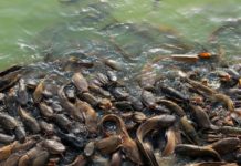 Hướng dẫn kỹ thuật nuôi cá trê vàng và cá trê phi Kỹ thuật nuôi cá trê vàng. Kỹ thuật nuôi cá trê phi. Thức ăn cho cá trê