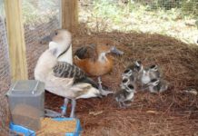 Hướng dẫn kỹ thuật nuôi chim le le sinh sản Kỹ thuật nuôi chim le le sinh sản. Thức ăn cho le le? Chuồng nuôi le le