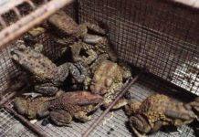 Hướng dẫn kỹ thuật nuôi cóc thịt thương phẩm Nuôi cóc như thế nào? Kỹ thuật nuôi cóc thịt thương phẩm