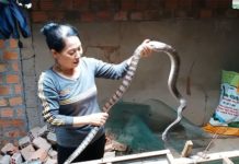 Rắn ráo trâu có độc không? Kỹ thuật nuôi rắn ráo trâu ở miền Bắc Rắn ráo trâu có độc không? Kỹ thuật nuôi rắn ráo trâu ở miền Bắc