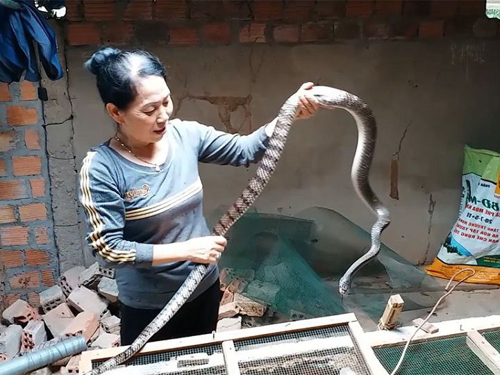 Rắn ráo trâu có độc không? Kỹ thuật nuôi rắn ráo trâu ở miền Bắc