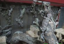 Hướng dẫn kỹ thuật nuôi tắc kè sinh sản ở miền Bắc Kỹ thuật nuôi tắc kè ở miền Bắc. Thức ăn cho tắc kè. Chuồng nuôi tắc kè