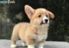 Mua chó Corgi giá bao nhiêu? Nơi bán chó Corgi uy tín nhất Giá chó Corgi. Mua chó Corgi ở đâu? Bán chó Corgi tại Hà Nội, TPHCM