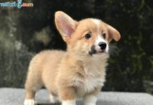 Mua chó Corgi giá bao nhiêu? Nơi bán chó Corgi uy tín nhất Giá chó Corgi. Mua chó Corgi ở đâu? Bán chó Corgi tại Hà Nội, TPHCM