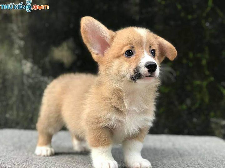 Giá chó Corgi. Mua chó Corgi ở đâu? Bán chó Corgi tại Hà Nội, TPHCM