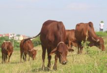 Nuôi bò thịt bao lâu thì bán được? Cách vỗ béo nhanh cho bò thịt Nuôi bò thịt bao lâu thì bán được? Thời gian vỗ béo cho bò thịt