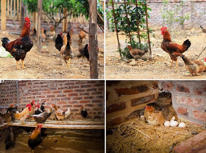 Kỹ thuật nuôi gà đẻ trứng thả vườn. Kích thích gà thả vườn đẻ siêu trứng