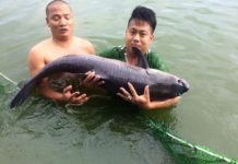 Cá trắm đen ăn gì? Các loại thức ăn cho cá trắm đen Cá trắm đen ăn gì? Các loại thức ăn cho cá trắm đen