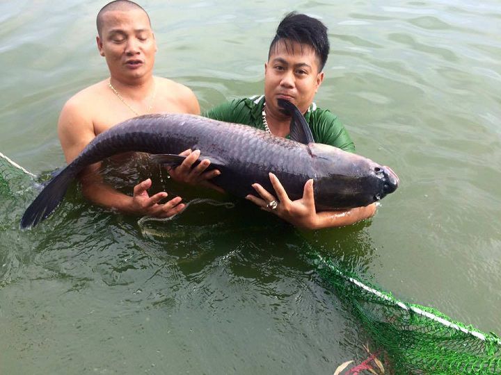 Kỹ thuật nuôi cá trắm cỏ. Kỹ thuật nuôi cá trắm đen thương phẩm