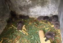 Con dúi ăn gì? Cho dúi ăn như thế nào theo từng giai đoạn Dúi ăn gì? Thức ăn cho dúi thịt và dúi sinh sản. Cho dúi ăn như thế nào?