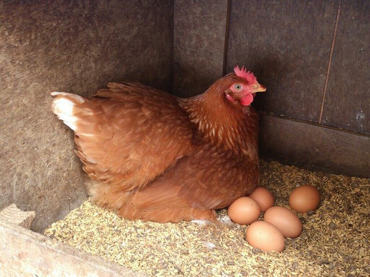 Gà ấp trứng bao nhiêu ngày thì nở? Cách nhận biết trứng gà sắp nở