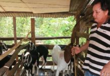 Dê bị tiêu chảy: triệu chứng và cách chữa trị Cách chữa trị dê bị tiêu chảy. Cách phòng bệnh tiêu chảy ở đê