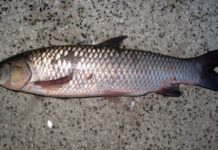 Các bệnh thường gặp trên cá trắm cỏ: triệu chứng và cách chữa trị Các bệnh thường gắp trên cá trắm cỏ. Bệnh xuất huyết trên cá trắm cỏ