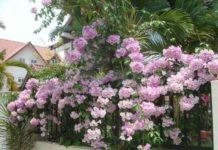 Rắn sợ cây gì nhất? Cách trồng cây đuổi rắn trong vườn nhà Rắn sợ cây gì nhất? Trồng cây gì để đuổi rắn. Cách trồng cây đuổi rắn