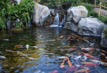 Cách làm trong nước hồ cá ngoài trời. Xử lý nước hồ cá cảnh Cách làm trong nước hồ cá ngoài trời. Cách xử lý nước hồ cá ngoài trời