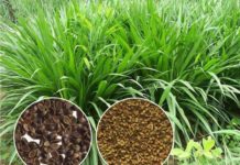 Các giống cỏ nuôi dê. Hướng dẫn cách trồng cỏ nuôi dê Các giống cỏ nuôi dê tốt nhất. Cách trồng cỏ nuôi dê năng suất cao