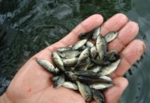 Giá cá rô phi giống. Trang trại bán cá rô giống uy tín Giá cá rô phi, cá rô đầu vuông giống. Trang trại bán cá rô giống uy tín