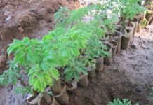 Giá cây đinh lăng giống. Địa chỉ bán cây đinh lăng giống uy tín Giá củ đinh lăng, giá cây đinh lăng giống. Nơi bán cây đinh lăng giống