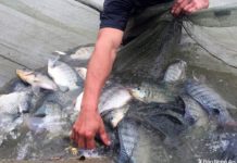 Hướng dẫn kỹ thuật nuôi cá rô phi năng suất cao Kỹ thuật nuôi cá rô phi. Thức ăn cho cá rô. Cách làm ao nuôi cá rô phi