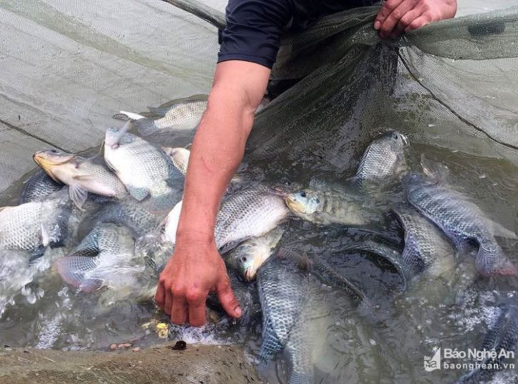 Kỹ thuật nuôi cá rô phi. Thức ăn cho cá rô. Cách làm ao nuôi cá rô phi