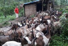 Cách vỗ béo dê. Hướng dẫn bà con kỹ thuật nuôi dê vỗ béo Cách vỗ béo dê. Kỹ thuật nuôi dê vỗ béo. Thức ăn vỗ béo dê thịt nhanh