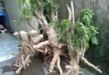 Hướng dẫn kỹ thuật trồng cây đinh lăng lấy củ Kỹ thuật trồng cây đinh lăng lấy củ. Cách trồng cây đinh lăng cho củ to