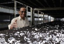 Hướng dẫn kỹ thuật trồng nấm rơm trong nhà kín Kỹ thuật trồng nấm rơm trong nhà kín. Cách làm nhà kín trồng nấm rơm