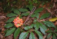 Sâm Ngọc Linh trồng được ở đâu? Kỹ Thuật trồng sâm Ngọc Linh Sâm Ngọc Linh trồng được ở đâu? Kỹ Thuật trồng sâm Ngọc Linh