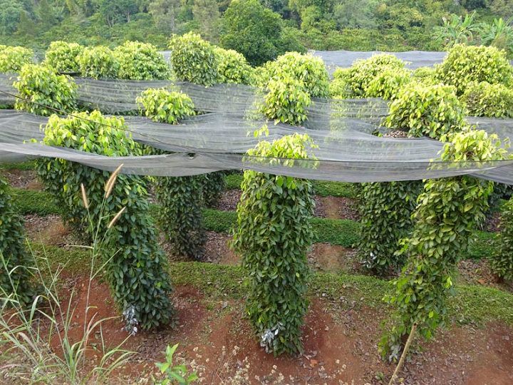 Kỹ thuật trồng tiêu trên trụ bê tông. Kích thước trụ bê tông trồng tiêu