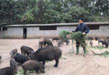 Lợn rừng ăn gì? Các loại thức ăn cho lợn rừng Lợn rừng ăn gì? Các loại thức ăn cho lợn rừng. Cách cho lợn rừng ăn